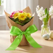 Product Gift ribbon lime green 30mm 100m