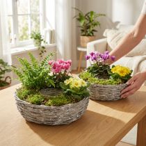 Product White willow planter, set of 2, Ø25/30cm, decorative for houseplants