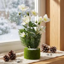 Product Christmas rose with fir tree and moss ball, artificial, white snow-covered, 33cm