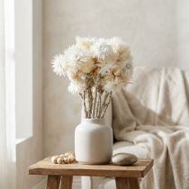 Product Dried flowers, cap flowers, natural white, strawflowers, dried flower bouquet H33cm