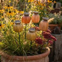 Product Garden stake poppy seed pod - decorative highlight for garden decoration and DIY projects - 41cm, 4 pieces