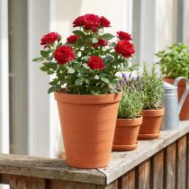 Product Rose pot plastic 19cm terracotta 1 pc