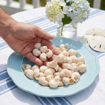 Product Mussel Umachi 500g
