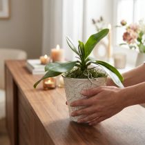 Product Orchid leaves with aerial roots artificial 34x8x18cm
