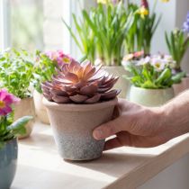 Product Succulent in pot Echeveria artificial red vintage Ø15cm H16cm