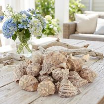 Product Snail shells decorative sea snails brown cream 4-6cm 300g
