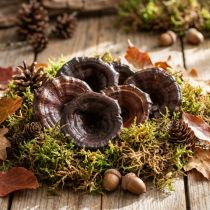 Product Kalix Mushroom Natural Varnished Dried Mushrooms Decoration Large 50 pcs