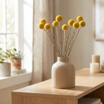 Product Craspedia dried flowers, yellow, 70cm, decorative, 10 pieces