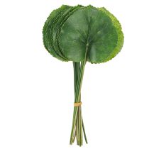Product Galax Urceolata Leaves Artificial Green Ø10cm L23cm 12 pcs