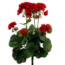 Product Geranium bush red 36cm