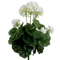 Product Geranium bush white 38cm