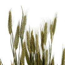Product Grain decoration Triticale as a bunch Natural 1 bunch