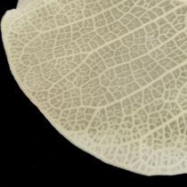 Product Dried Leaves Decoration Moneta Dry Floristry Cream 100g