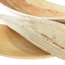Product Coconut shells coconut leaves bleached 22-42cm 25pcs