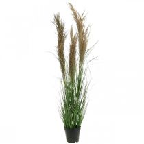 Artificial sedge in a pot with dry flowers green, brown 98cm