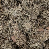 Product Decorative moss, grey moss for crafts, 500g