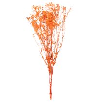 Product Baby's breath dried flower bouquet Gypsophila 75cm 100g