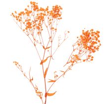 Product Baby's breath dried flower bouquet Gypsophila 75cm 100g
