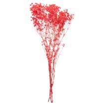 Product Dried Baby's Breath (Gypsophila) Bunch 75cm 100g