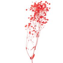 Product Dried Baby's Breath (Gypsophila) Bunch 75cm 100g