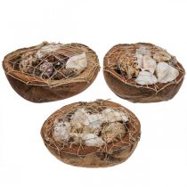 Product Half coconut shell decoration shells snail shells decoration 18-19cm 3 pcs