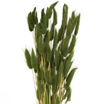 Product Rabbit&#39;s Tail Grass (Lagurus) Dried Decorative Green 50-60cm 50g Dried Flowers