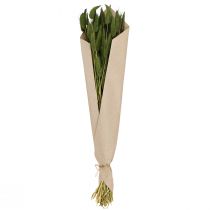 Product Rabbit's Tail Grass (Lagurus) Dried Decorative Green 50-60cm 50g Dried Flowers