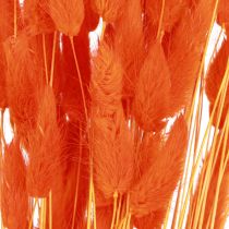 Product Orange hare&#39;s tail grass dried flower decoration 50-60cm 50g - Velvety Lagurus for table decoration &amp; crafting