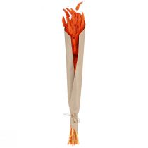 Product Orange hare's tail grass dried flower decoration 50-60cm 50g - Velvety Lagurus for table decoration &amp; crafting