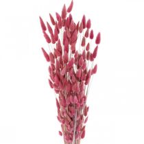 Product Rabbit Tail Grass Lagurus Dried Old Pink 60cm 50g
