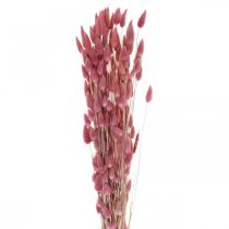 Product Rabbit Tail Grass Lagurus Dried Light Pink 60cm 50g