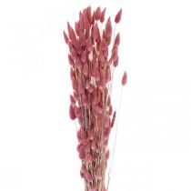 Product Rabbit&#39;s Tail Grass (Lagurus) Dried Light Pink 60cm 50g Dried Flower Decoration Artificial Boho Wedding