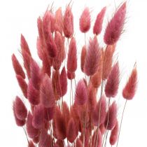 Product Rabbit&#39;s Tail Grass (Lagurus) Dried Light Pink 60cm 50g Dried Flower Decoration Artificial Boho Wedding