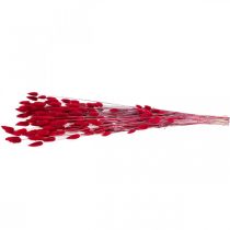 Product Rabbit's Tail Grass (Lagurus) Dried Red 60cm 50g Dried Flower Decoration