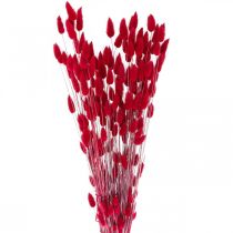 Product Rabbit&#39;s Tail Grass (Lagurus) Dried Red 60cm 50g Dried Flower Decoration