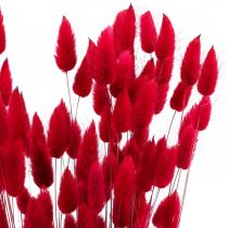 Product Rabbit&#39;s Tail Grass (Lagurus) Dried Red 60cm 50g Dried Flower Decoration