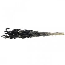 Product Lagurus hare's tail grass, black, decorative, dried, 60cm, 50g