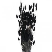Product Lagurus hare&#39;s tail grass, black, decorative, dried, 60cm, 50g