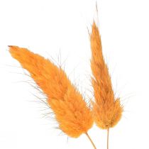 Product Lagurus Dried Rabbit&#39;s Tail Grass Apricot Decorative Dried Flowers 55-60cm 50g