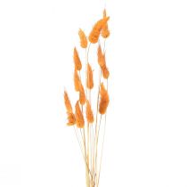Product Lagurus Dried Rabbit's Tail Grass Apricot Decorative Dried Flowers 55-60cm 50g