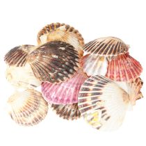 Product Empty cockles in natural shell decoration 3cm–5cm 300g