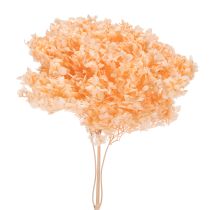 Product Hydrangea dried flower bouquet for elegant floral decorations at home, 65cm