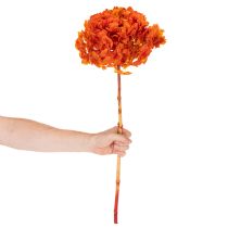 Product Hydrangea, preserved and dyed, large bloom with long stem, 60cm