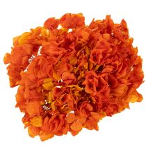 Product Hydrangea, preserved and dyed, large bloom with long stem, 60cm