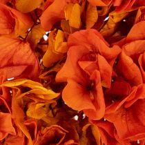 Product Hydrangea, preserved and dyed, large bloom with long stem, 60cm