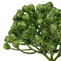 Product Hydrangea bud pick 22cm green 12 pcs
