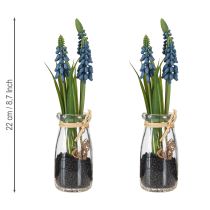 Product Hyacinth artificial Pearl hyacinth blue in glass H22cm 2pcs