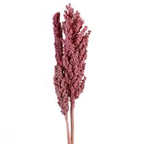 Product Indian Corn Dried Flowers Indian Corn Pink 75cm 3pcs