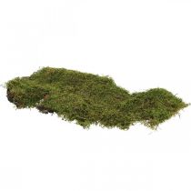 Indian moss forest moss green natural 2kg