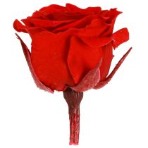 Product Mini Forever Roses Preserved Flowers Red Ø3cm 16pcs